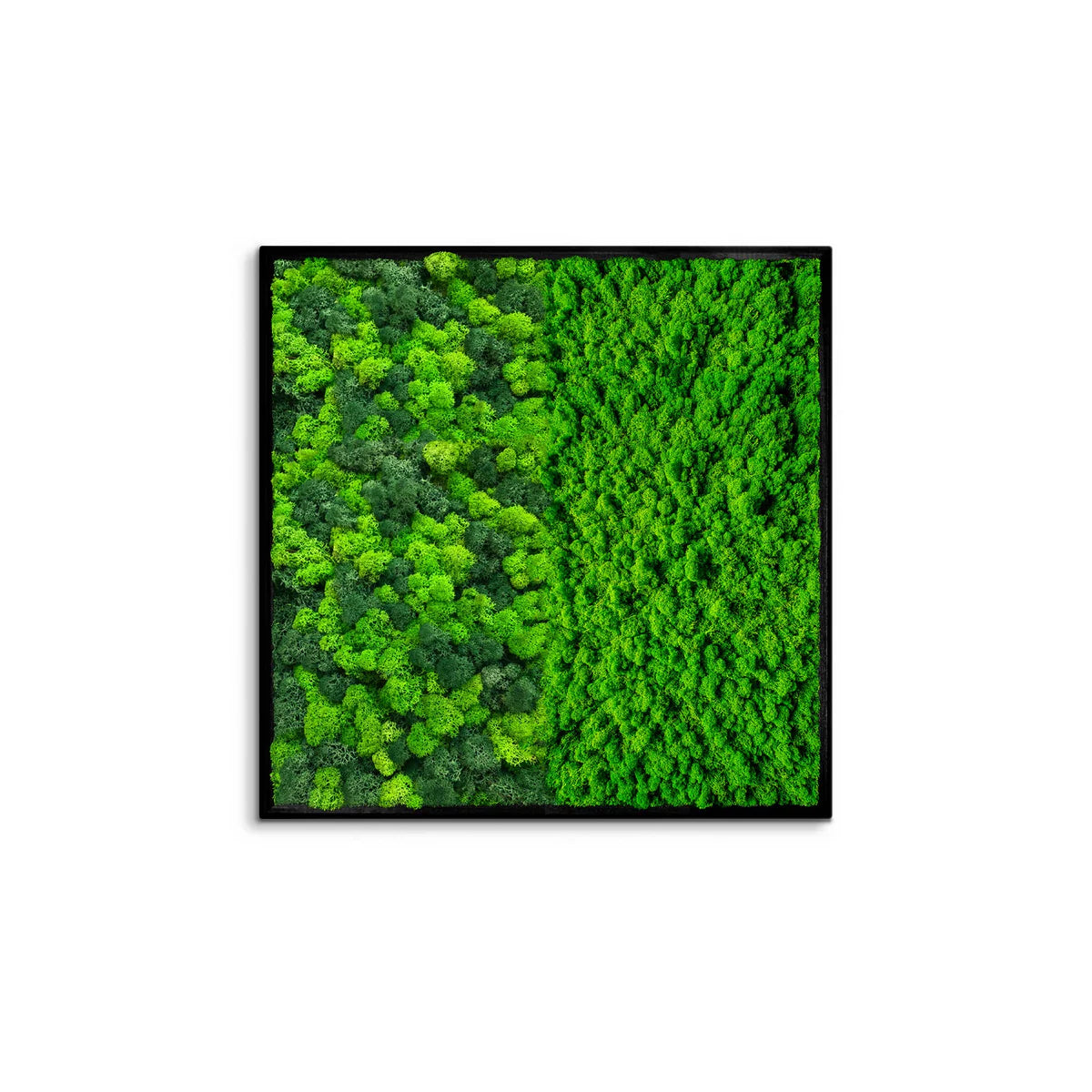 Botanical Contrast Natural Moss Art