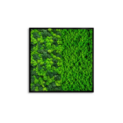 Botanical Contrast Natural Moss Art