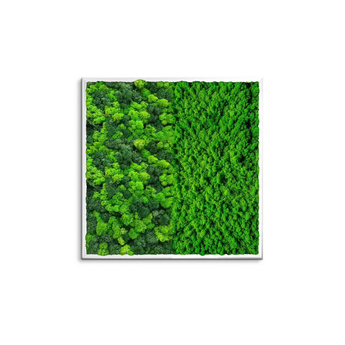 Botanical Contrast Natural Moss Art