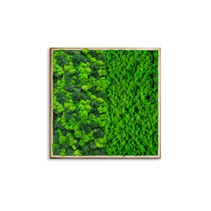 Botanical Contrast Natural Moss Art