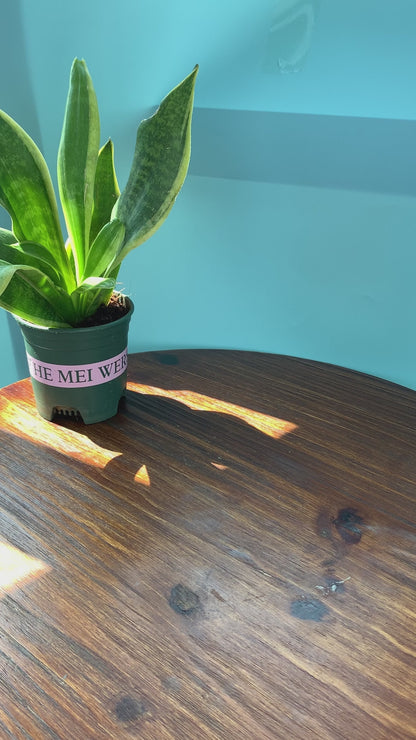 GoSqueeze Ayouth Portable Mini Juicer